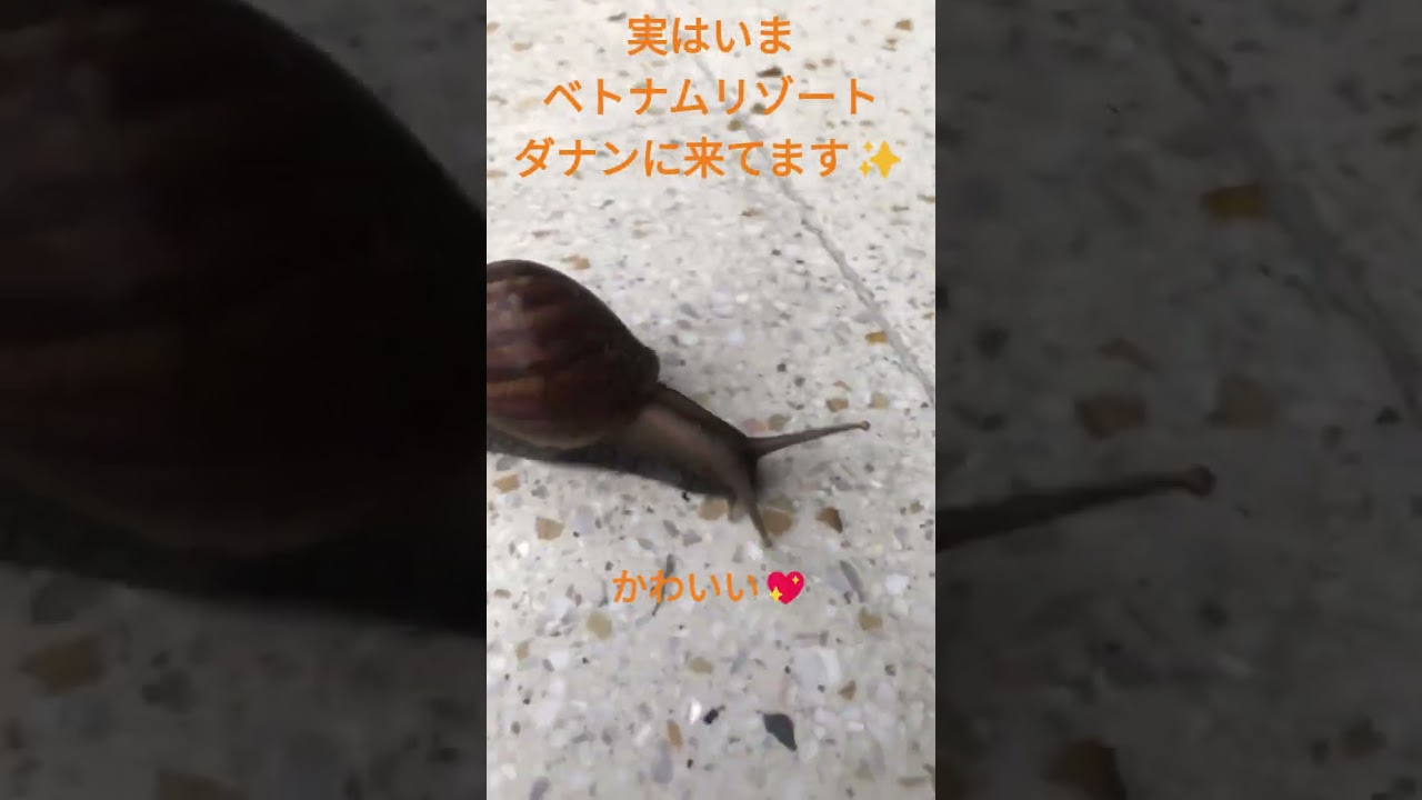 ベトナム・ダナンのホテルでみたカタツムリ♪