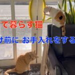 お出かけ前にお手入れをする理髪店で暮らす猫達！オジサンの通勤車もお披露目。🤭スズキ エブリイワゴン６６０JPターボ ハイルーフ（５０万円の中古車）