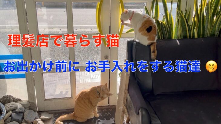 お出かけ前にお手入れをする理髪店で暮らす猫達！オジサンの通勤車もお披露目。🤭スズキ エブリイワゴン６６０JPターボ ハイルーフ（５０万円の中古車）