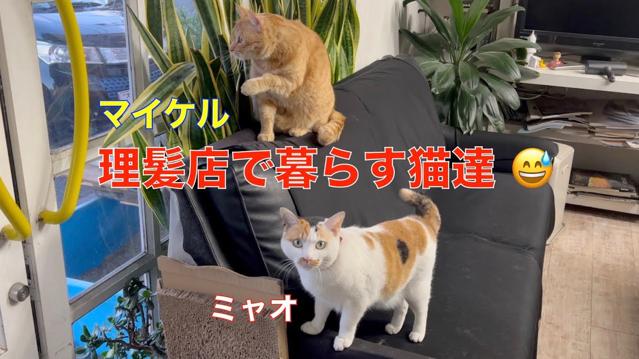 理髪店で暮らす猫達！朝のお散歩から帰宅して店内で過ごす茶トラのマイケルと三毛猫のミャオが可愛い。閉店後はお留守番になります。
