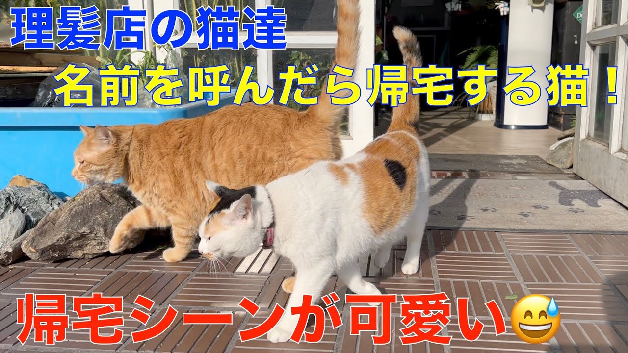 ダナンの高級ホテル「ヒルトンダナン」へ移動！朝食ビッフェを食べたハン川散歩した【ダナン旅行Vlog】