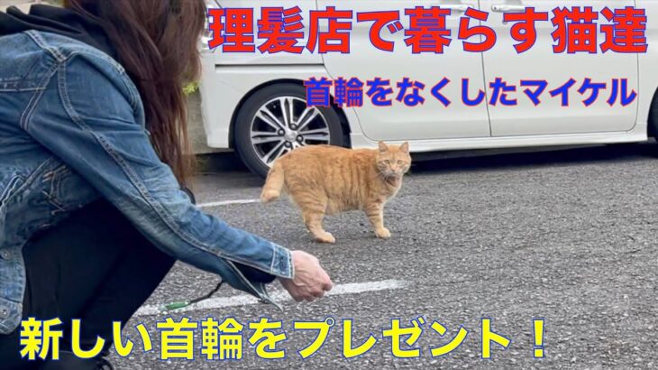 理髪店で暮らす猫達！首輪が紛失したので、新しい首輪をプレゼント（マイケルとミャオ）