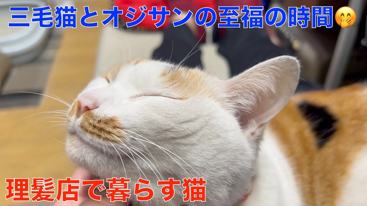 理髪店で暮らす猫達🤗今日は三毛猫の甘え＾＾🤭オジサンと三毛猫の至福の時間！