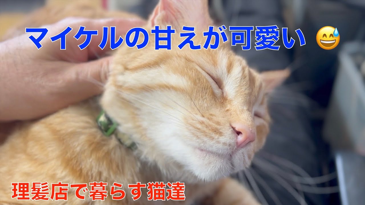 理髪店で暮らす猫達の日常＾＾今日はマイケルが甘える日😅
