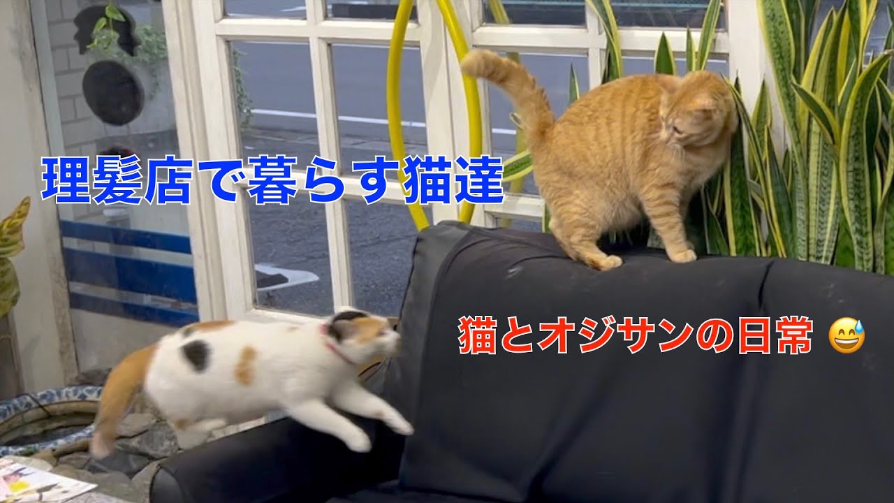 パン理髪店 |普通のタコではない &Glabal CC