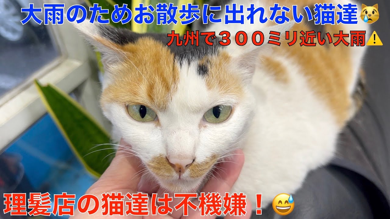 大雨が降っているからお散歩に行けない理髪店のお散歩猫達（九州で３００ミリ近い大雨）台風1号の影響？