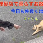 理髪店で暮らす猫達＾＾ゴールデンウィークは、交通量が少ないからお散歩楽しいね＾＾