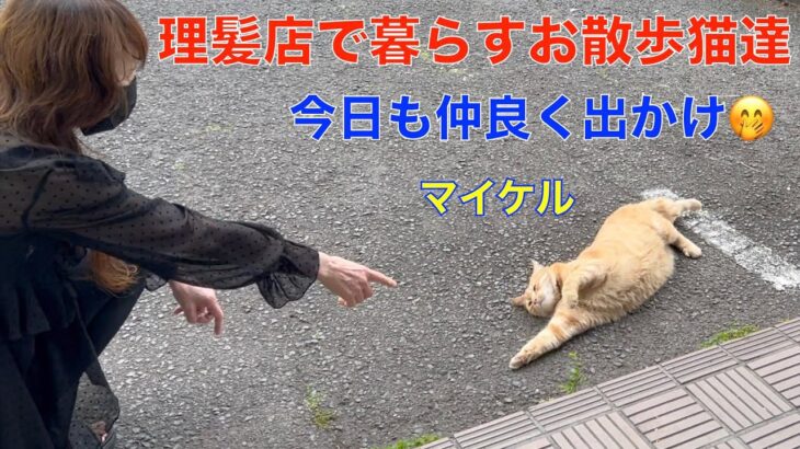 理髪店で暮らす猫達＾＾ゴールデンウィークは、交通量が少ないからお散歩楽しいね＾＾