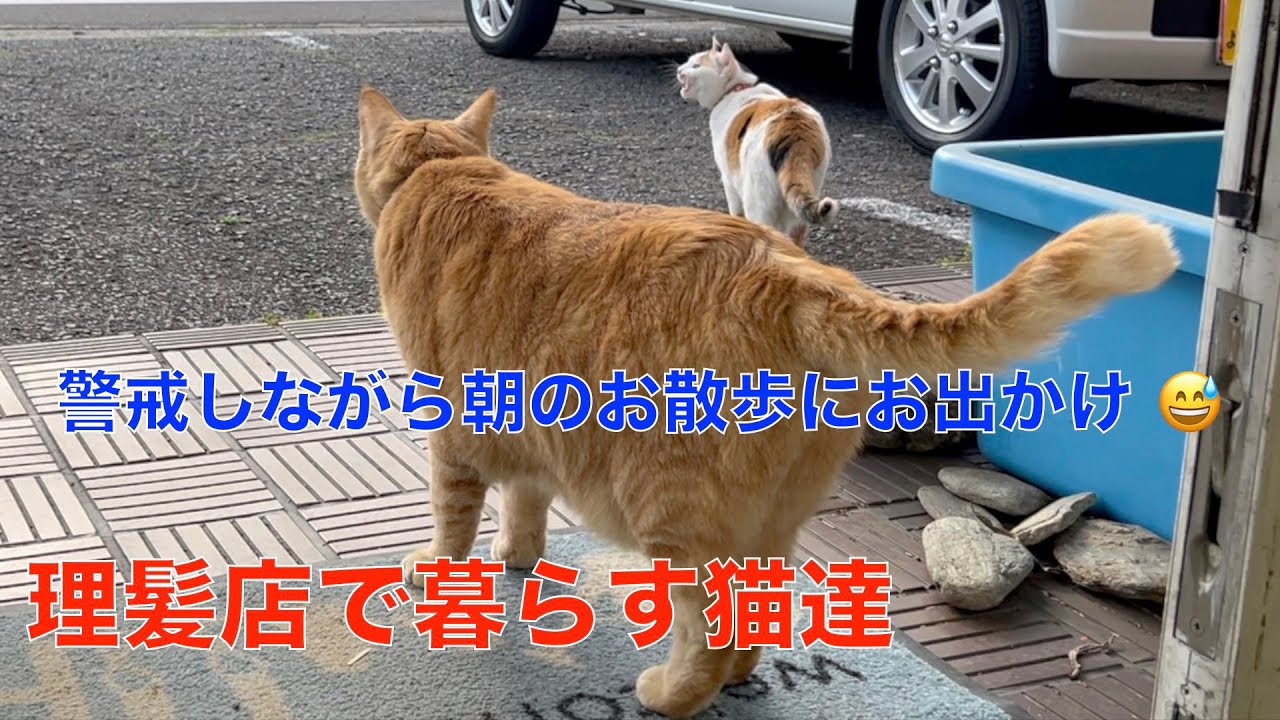理髪店で暮らすお散歩猫達とニホンイシガメのカメゴン　！今日は何故か慎重なお出かけ？😅
