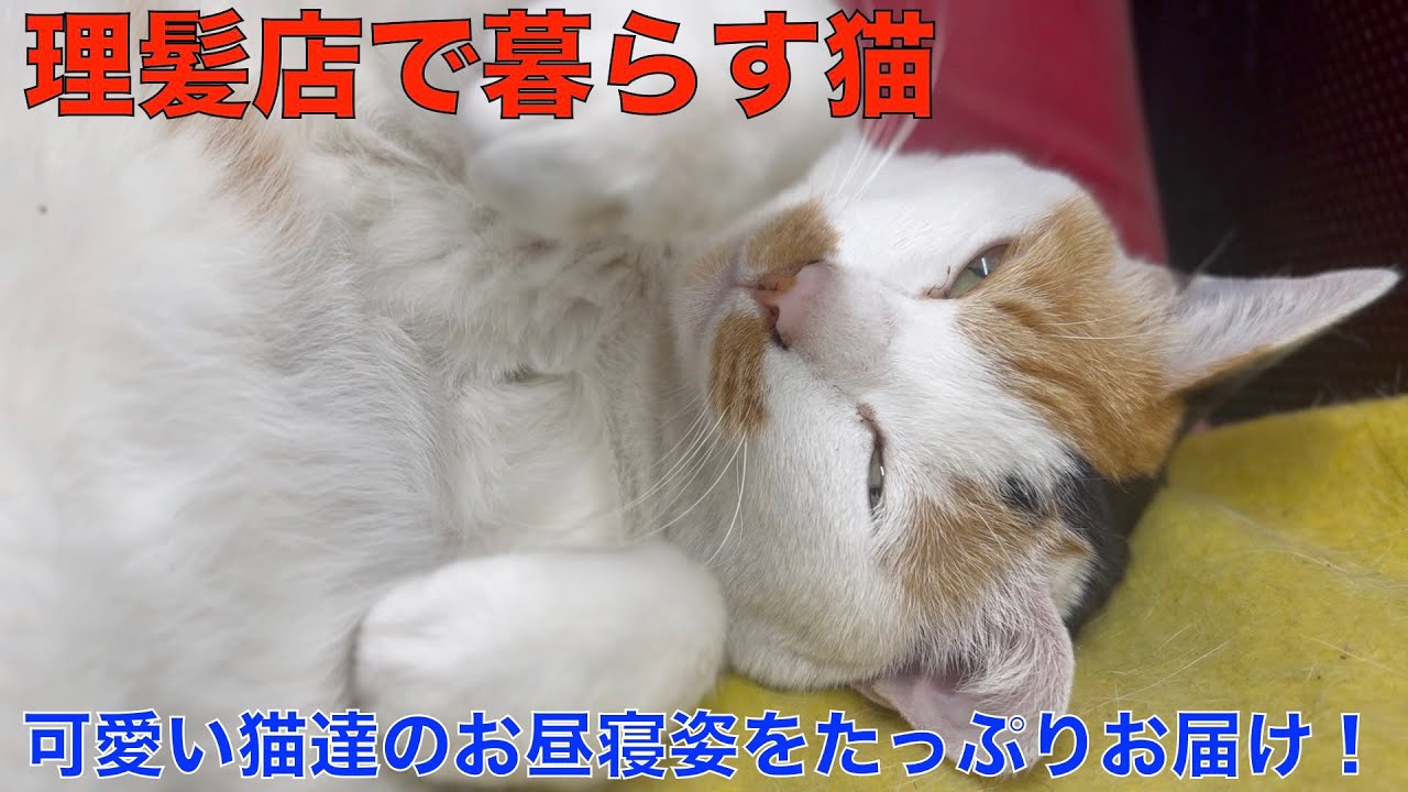 理髪店で暮らす猫達の可愛いお昼寝をたっぷりお届け！🤭
