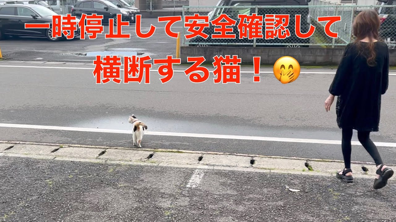 一時停止して道路を渡る猫！（理髪店で暮らすお散歩猫）ママの指示で、道路を渡るよ＾＾