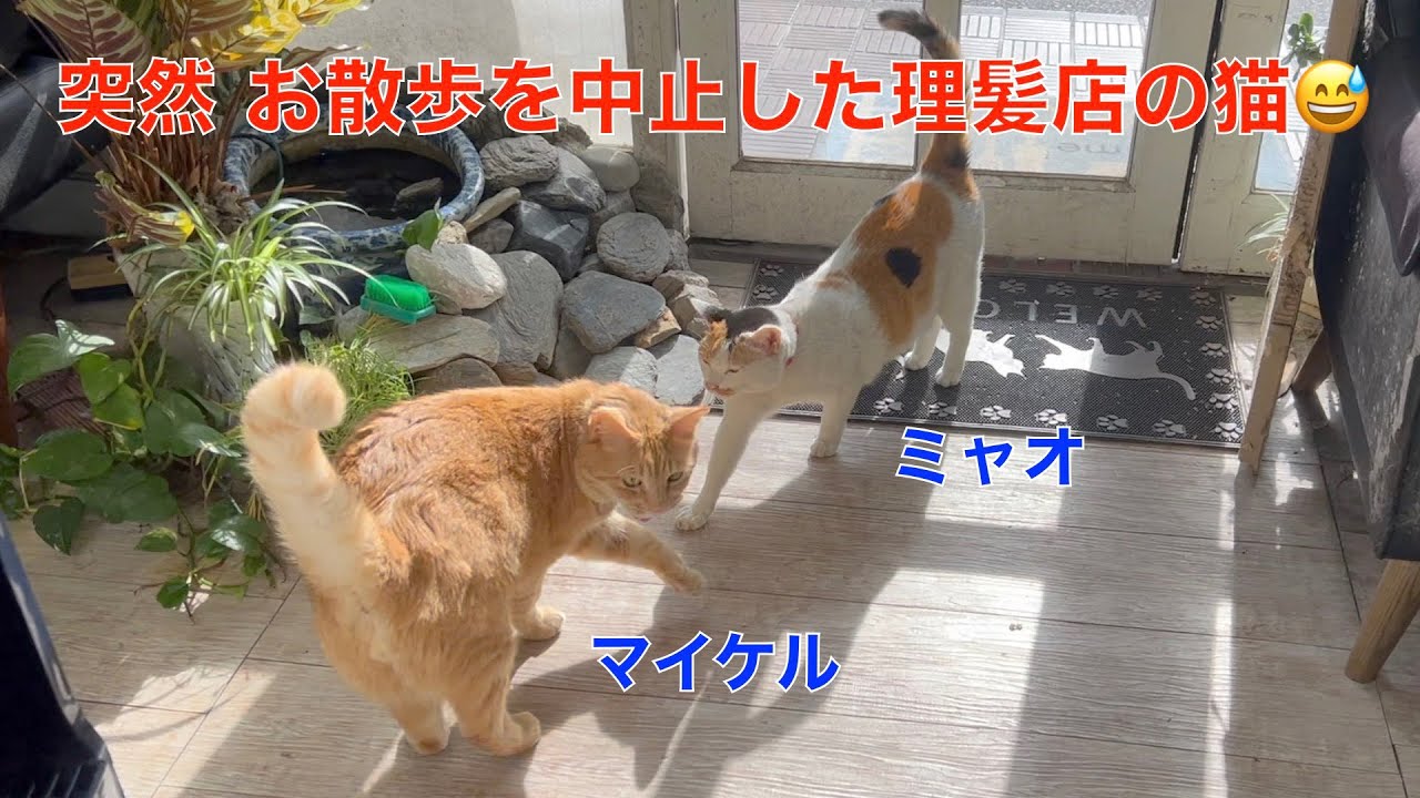 突然お散歩を中止した理髪店で暮らす看板猫達！慌てて帰宅するマイケルが可愛い。