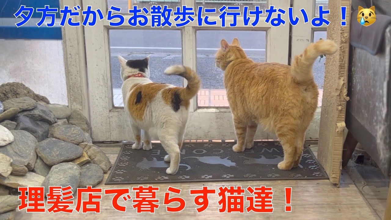 夕方だからお散歩に行けないよ！我慢するる理髪店で暮らす猫達（閉店時間が近いから可哀想だけど、お散歩に出れません）😿