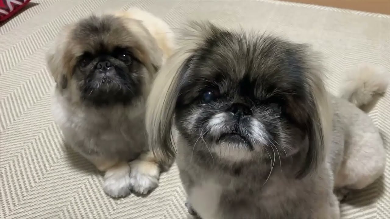 理髪店と美容室に行ってきました。ペキニーズ達です。#ペキニーズ