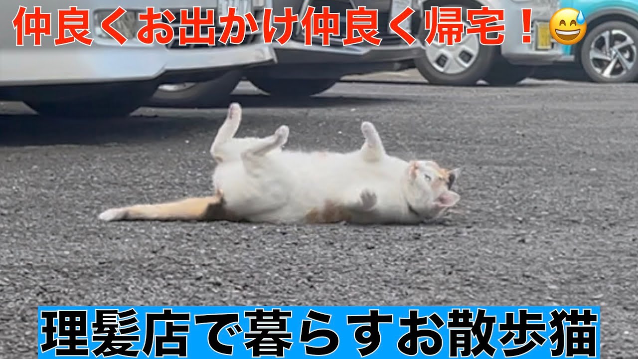 理髪店で暮らす猫達＾＾仲良くお出かけ仲良く帰宅する猫