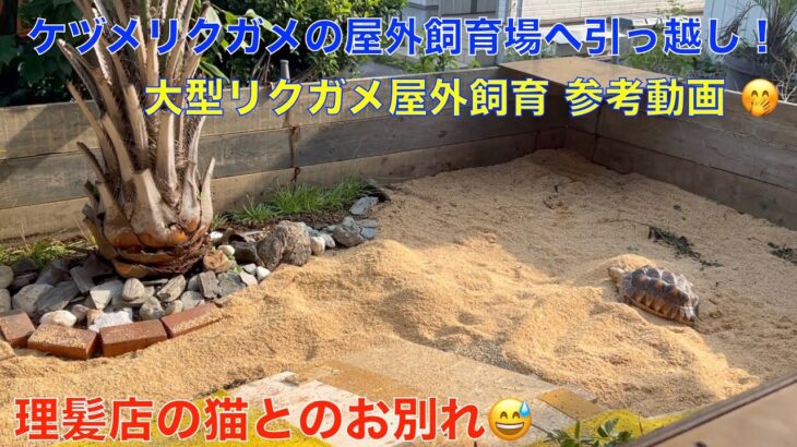 ケヅメリクガメ猫と２年４ヶ月、暮らした理髪店からの屋外飼育場に引っ越し！屋外飼育始めました。（大型リクガメの屋外飼育の参考動画）