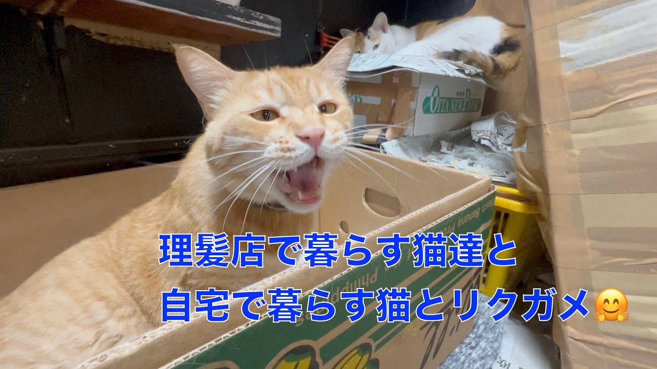 理髪店で暮らすお散歩猫達と自宅で暮らす猫とリクガメの紹介動画（屋外飼育）