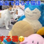 警戒する理髪店の猫達！🤭 サーキュレーター設置（蒸し暑い日も過ごしやすい空間になったかな？）