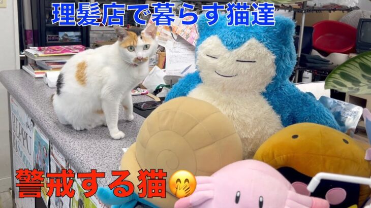 警戒する理髪店の猫達！🤭 サーキュレーター設置（蒸し暑い日も過ごしやすい空間になったかな？）