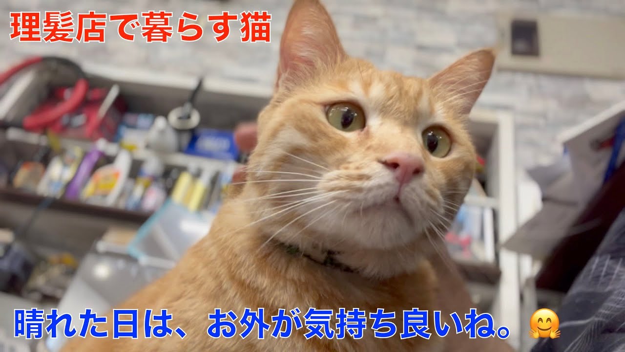 お天気の良い日は、お外が気持ち良いね！理髪店で暮らすお散歩猫達！マイケルの日向ぼっこ
