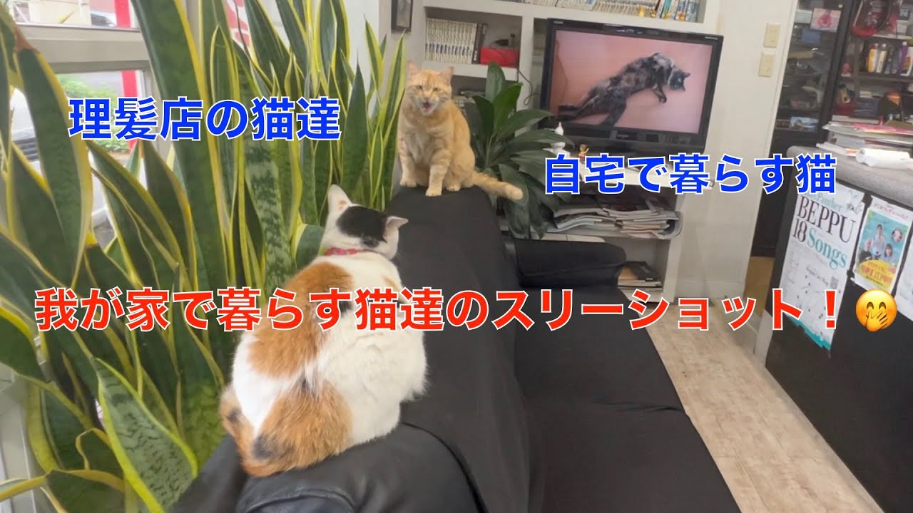 理髪店で暮らす猫達と自宅で暮らす猫のスリーショット！家族なのに、会うことのない理髪店の猫達と自宅で暮らす猫😅ケヅメリクガメの屋外飼育場