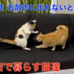 理髪店で暮らす猫達＾＾雨が続きお散歩に出れないとストレスが溜まるね＾＾（おまけ動画）ケヅメリクガメ屋外飼育