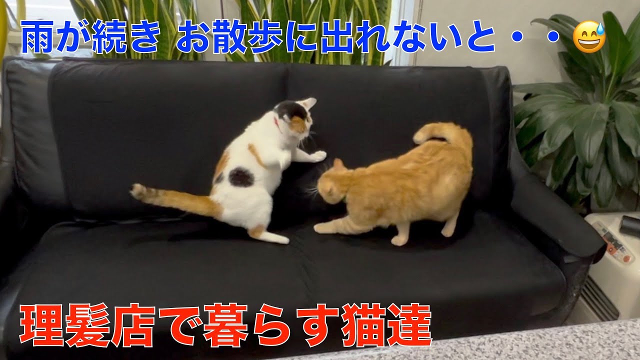 理髪店で暮らす猫達＾＾雨が続きお散歩に出れないとストレスが溜まるね＾＾（おまけ動画）ケヅメリクガメ屋外飼育
