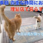 理髪店の猫達は、梅雨の合間の少ない時間に、お散歩に出かけています。（猫のかくれんぼ）😅