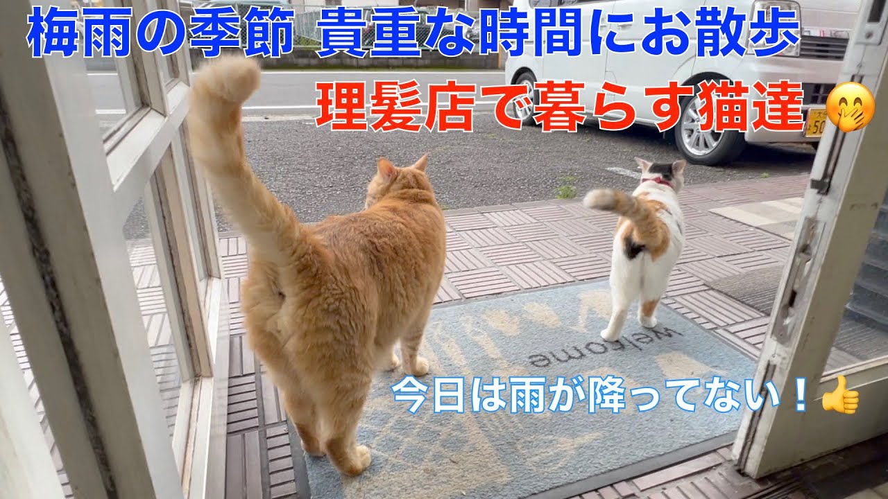 理髪店の猫達は、梅雨の合間の少ない時間に、お散歩に出かけています。（猫のかくれんぼ）😅