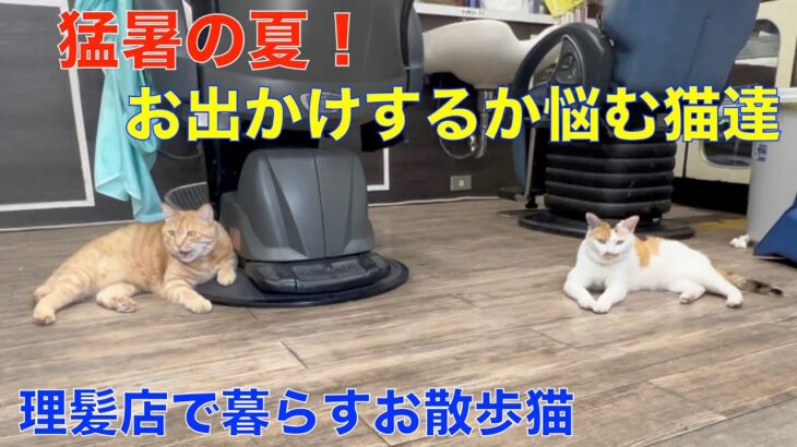 あまりの猛暑で、お出かけを悩む理髪店で暮らす猫達！やっぱり室内の快適温度で、仲良くお昼寝がいいね＾＾