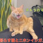 理髪店で暮らす猫とニホンイシガメ