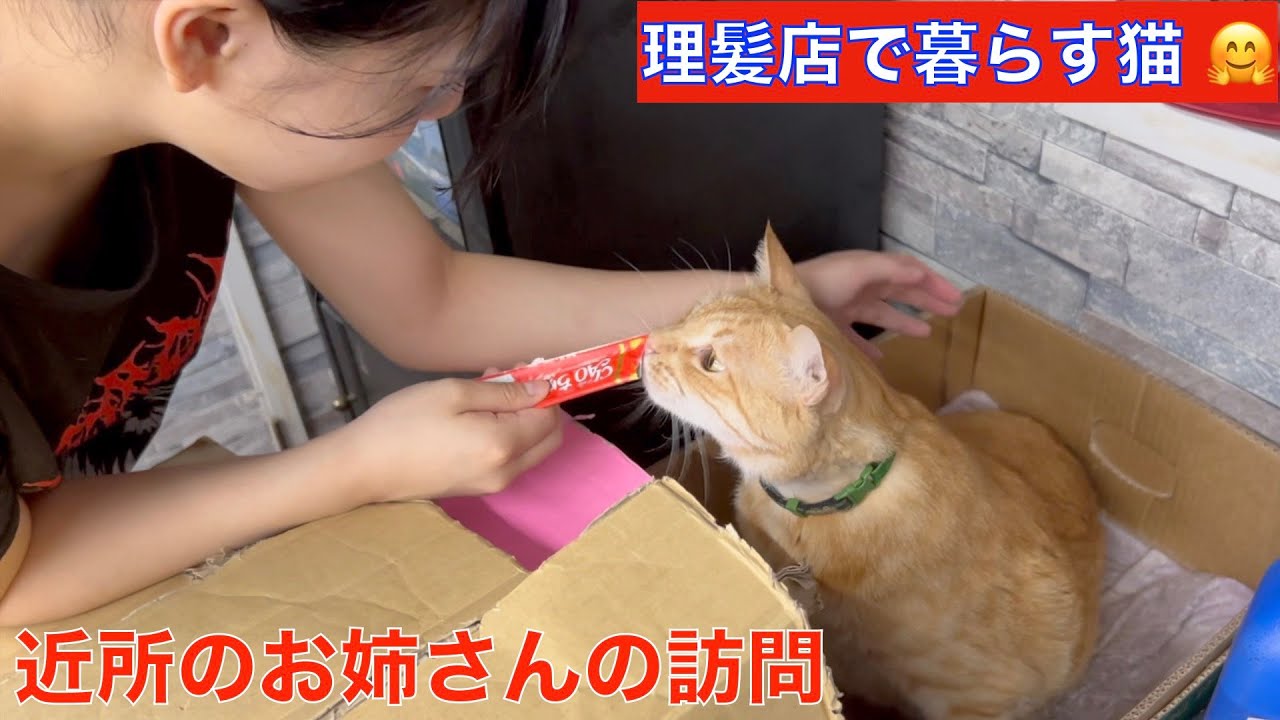 理髪店で暮らす猫達😽近所のお姉さんからチュールのプレゼント🎁甘えるミャオが可愛い。🤗