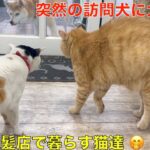 お盆休みも終わり理髪店で暮らす猫達も久しぶりのお散歩に😅突然の訪問で大興奮！猫VS犬（ミニ柴）