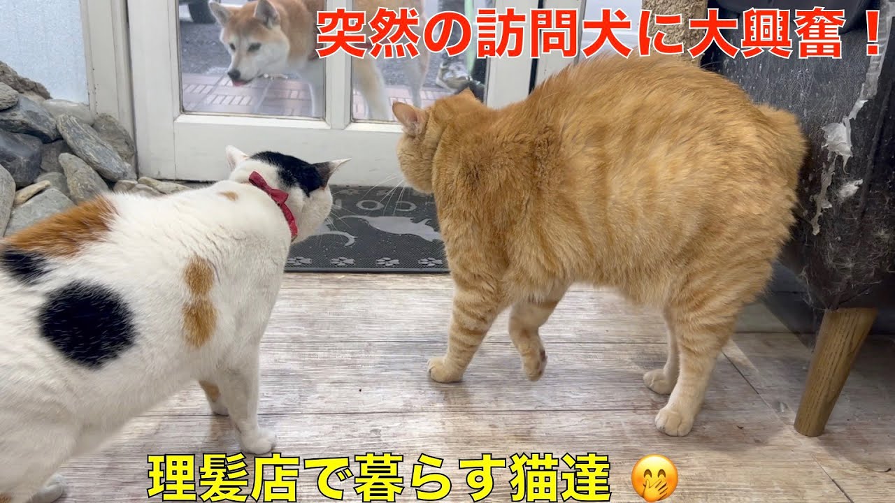 お盆休みも終わり理髪店で暮らす猫達も久しぶりのお散歩に😅突然の訪問で大興奮！猫VS犬（ミニ柴）