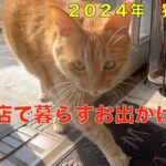 理髪店で暮らすお出かけ猫達！２０２４年　猛暑の夏！暑さに負けづ毎日お散歩に＾＾