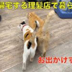 理髪店で暮らす猫達は、暑い日でもお出かけして仲良く帰宅！😅