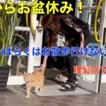 明日からお盆休み！しばらくお散歩は、行けないかも？理髪店で暮らすお散歩猫（理髪店はお休みですが、朝と夕方は、ご飯とトイレ掃除に来ます。お散歩も、お休みです。）