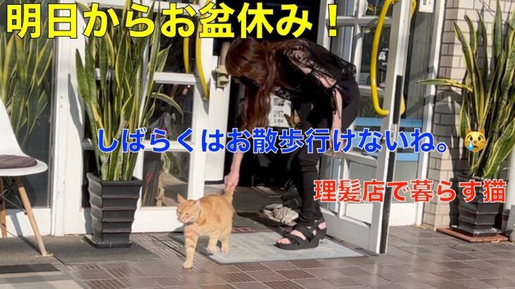 明日からお盆休み！しばらくお散歩は、行けないかも？理髪店で暮らすお散歩猫（理髪店はお休みですが、朝と夕方は、ご飯とトイレ掃除に来ます。お散歩も、お休みです。）