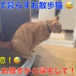 理髪店で暮らすお散歩＾＾猫達！今日もお出かけ〜ただいま〜おやすみ〜🤭トイレは帰宅してから！（閲覧注意）