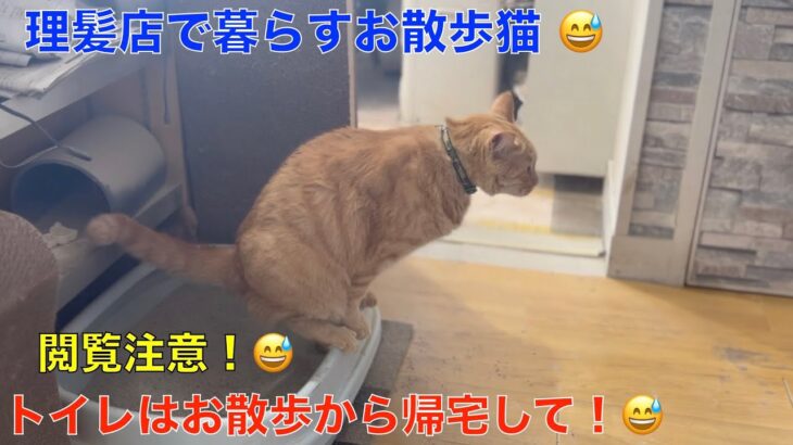 理髪店で暮らすお散歩＾＾猫達！今日もお出かけ〜ただいま〜おやすみ〜🤭トイレは帰宅してから！（閲覧注意）