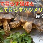 理髪店で暮らす猫達と自宅で暮らすケヅメリクガメ（屋外飼育）お散歩猫と屋外飼育のケヅメリクガメ＾＾