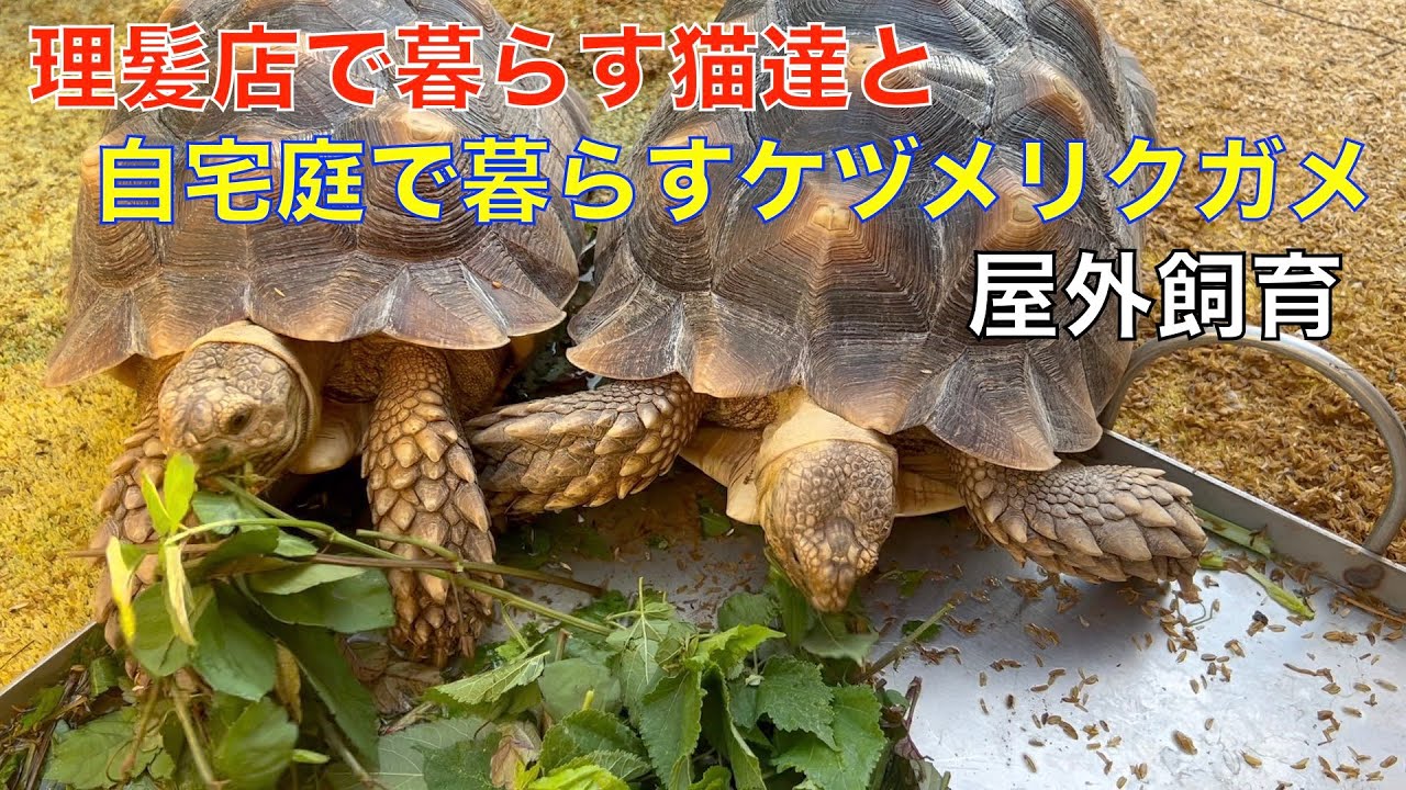 【ベトナム旅行】1万円台でホーチミンを代表する歴史ある五つ星ホテルに宿泊【女子旅】