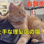 理髪店で暮らすお散歩猫が可愛い🤭マイケルの甘え