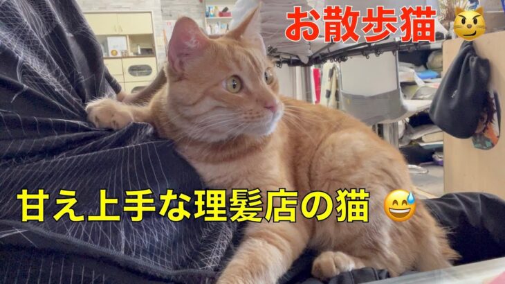 理髪店で暮らすお散歩猫が可愛い🤭マイケルの甘え