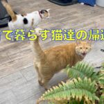 理髪店で暮らすお散歩猫達の帰還＾＾🤭理髪店の大将軍の帰還！🤭