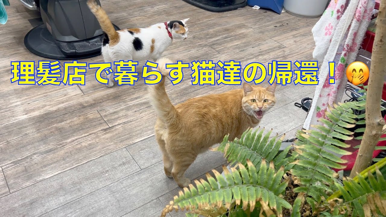 【ベトナム旅行】日本人に超おススメな1万円台のリトルトーキョー内にあるホテル【女子旅】