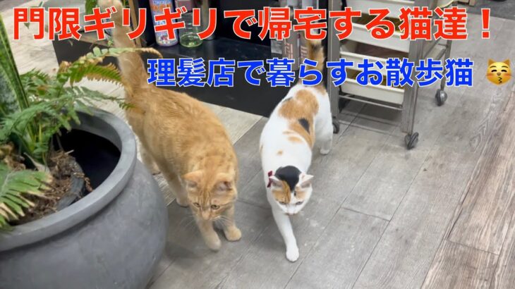 門限ギリギリで、帰宅する理髪店で暮らすお散歩猫達！夏場の門限は午後6時だよ＾＾仲良くお出かけ仲良く帰宅