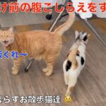 お出かけ前の腹ごしらえ！理髪店で暮らす＾＾お散歩猫達