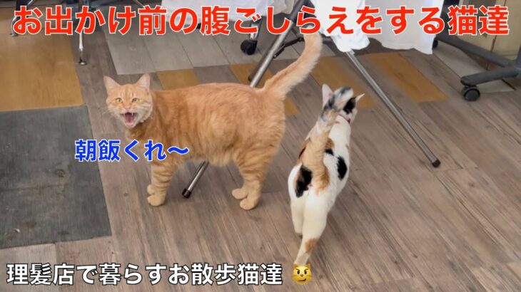 お出かけ前の腹ごしらえ！理髪店で暮らす＾＾お散歩猫達