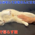 お散歩の後は、お客さんに可愛がられる理髪店の猫😸甘える三毛猫